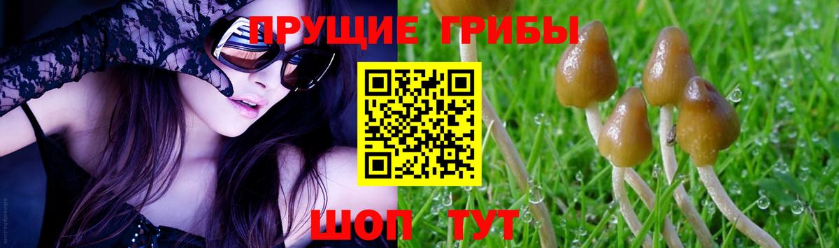Псилоцибиновые грибы мицелий  Вход с VPN  Кувандык 